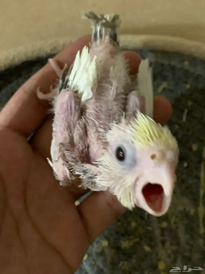 فرخين كروان تم البيع 3