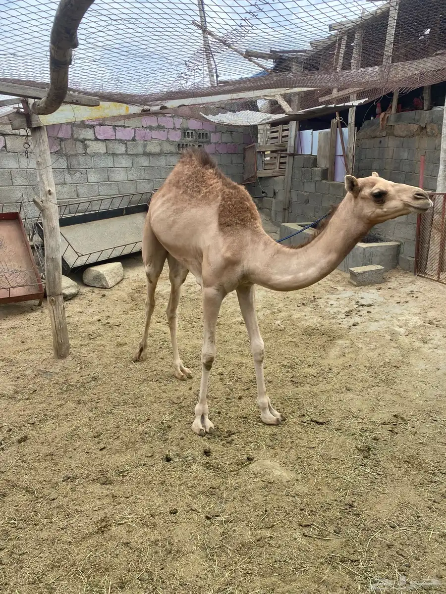 قعدان للبيع مناسبات زوجات 5