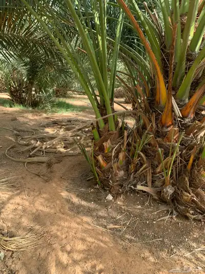 مجدول صقعي شبيبي خنيزي 1
