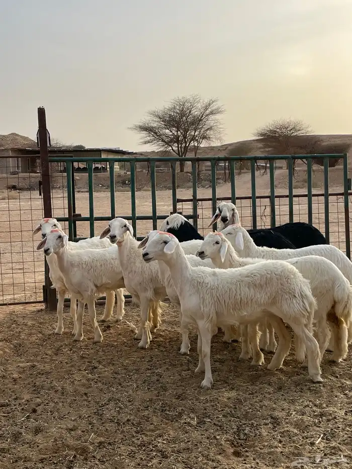 رخال حريات جذعات 1