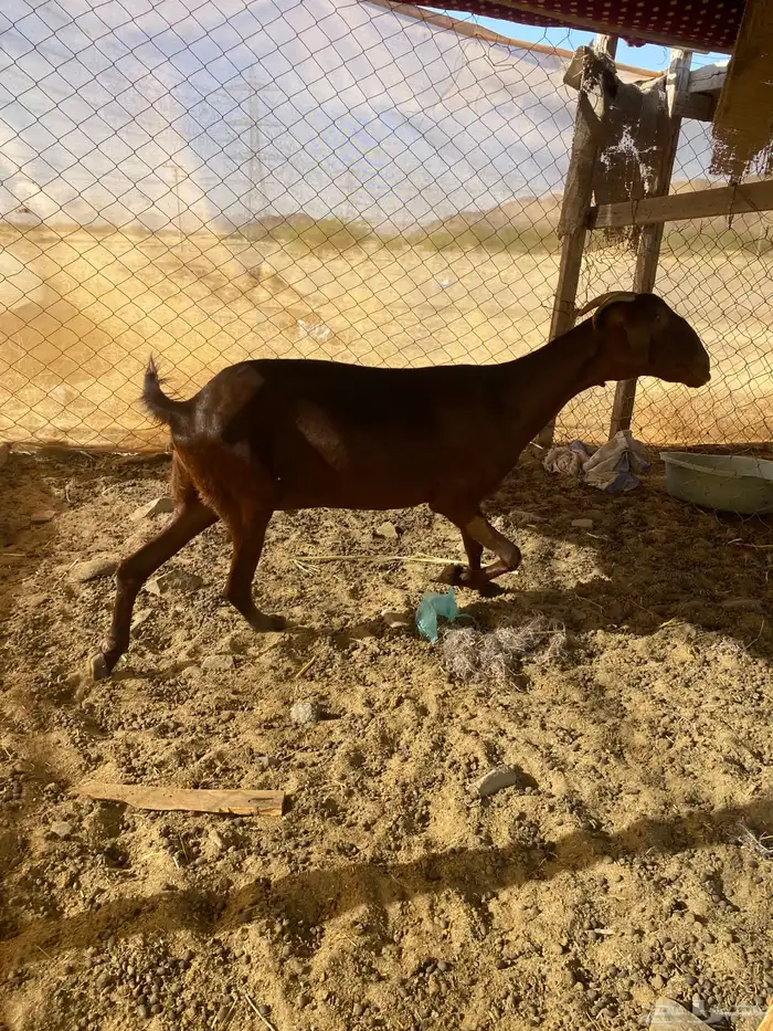 عنز للبيع تم البيع 3