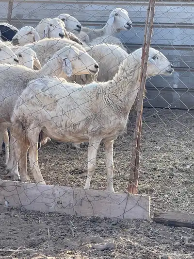 تم البيع 0