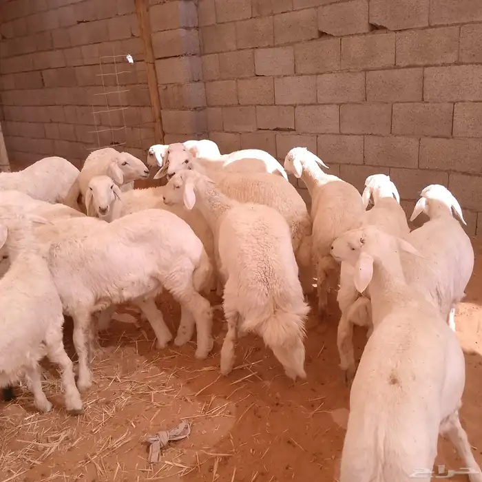 ذبايح حري هرافى نظيفة .. ( الرياض مخرج 36 ) 4