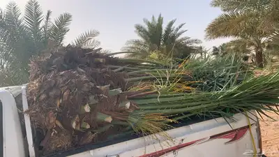مجدول صقعي شبيبي خنيزي 4