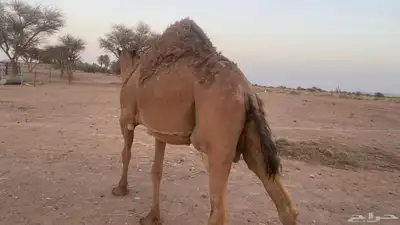 ناقه طيبه صفراء منيحه ضروبه نقبل معروض 5