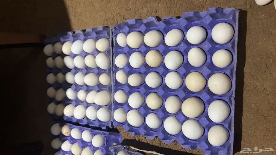 بيض بلدي طازج 5
