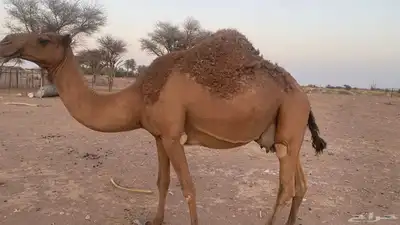 ناقه طيبه صفراء منيحه ضروبه نقبل معروض 4