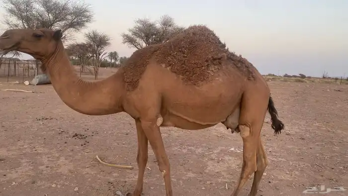 ناقه طيبه صفراء منيحه ضروبه نقبل معروض 4