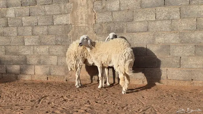 للبيع شياه حريات ثنوات(( تم البيع )) 3
