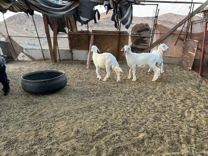 تيوس وجفار للبيع 0