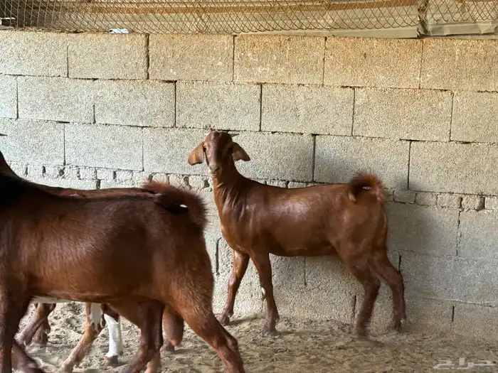 جفار كلهاريات 11
