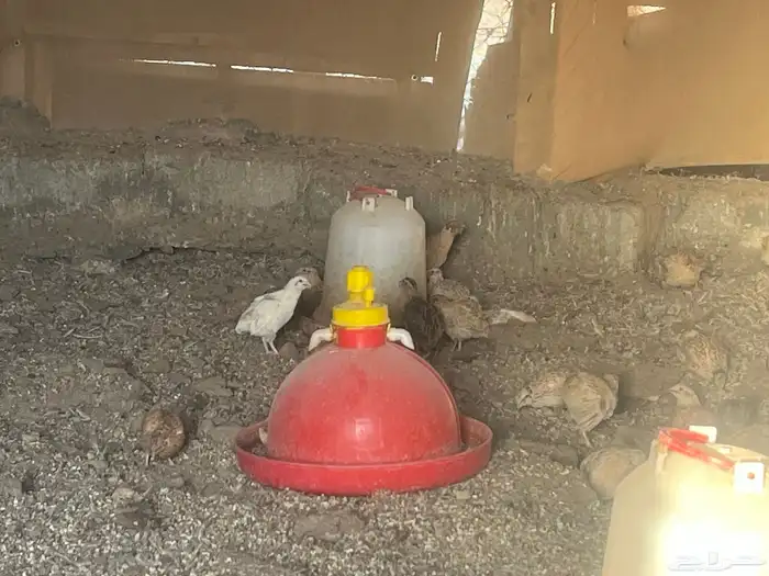 سمان البيع كامل العدد بي 250 1