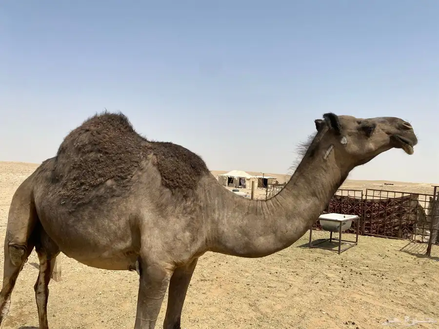 ناقه خلفه هديه شرط 1