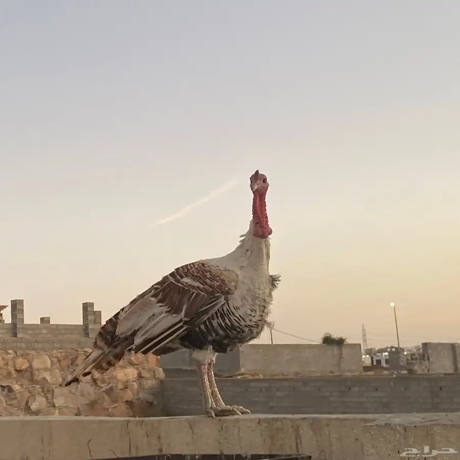 ديك رومي 1