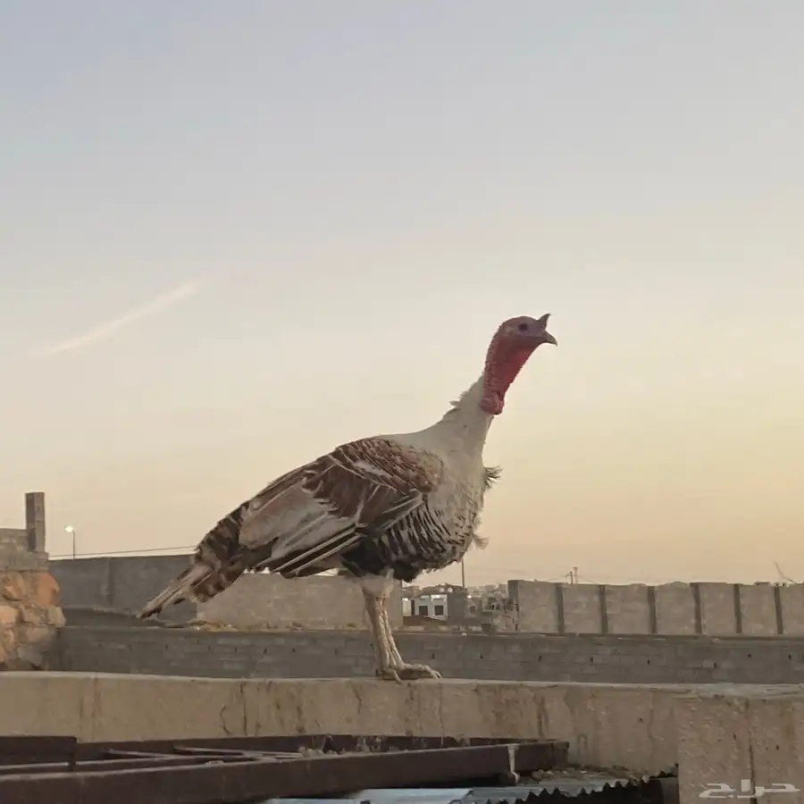 ديك رومي 2