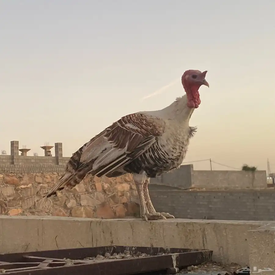 ديك رومي 0