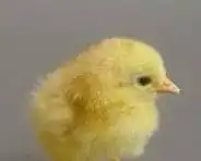 صوص بلدي عمر أسبوع 0