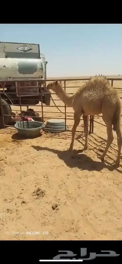 حشو قعدان طيبه 1