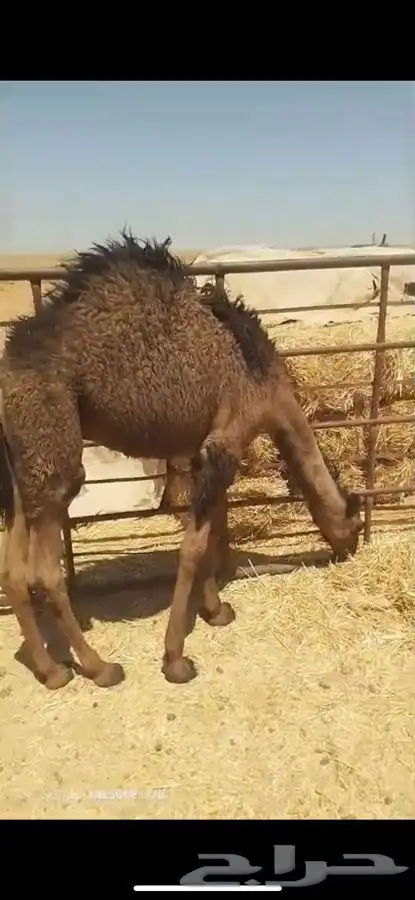 حشو قعدان طيبه 3
