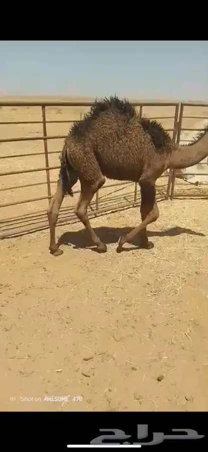 حشو قعدان طيبه 2