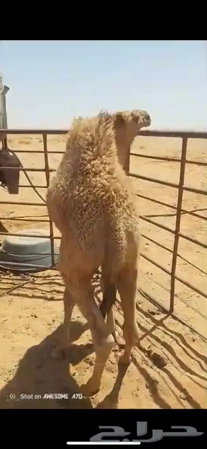 حشو قعدان طيبه 0