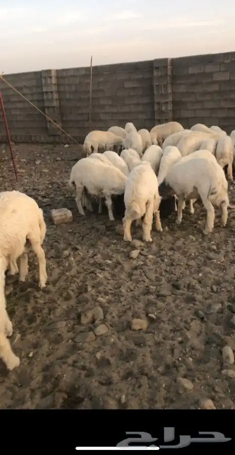 طليان عمرها من 6 شهور وفوق 0