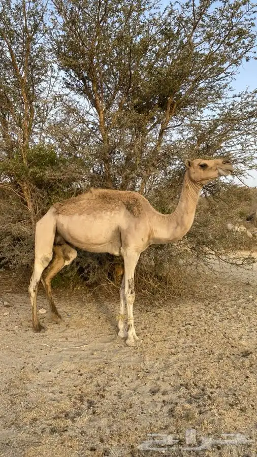 للبيع ابل العدد 4 3