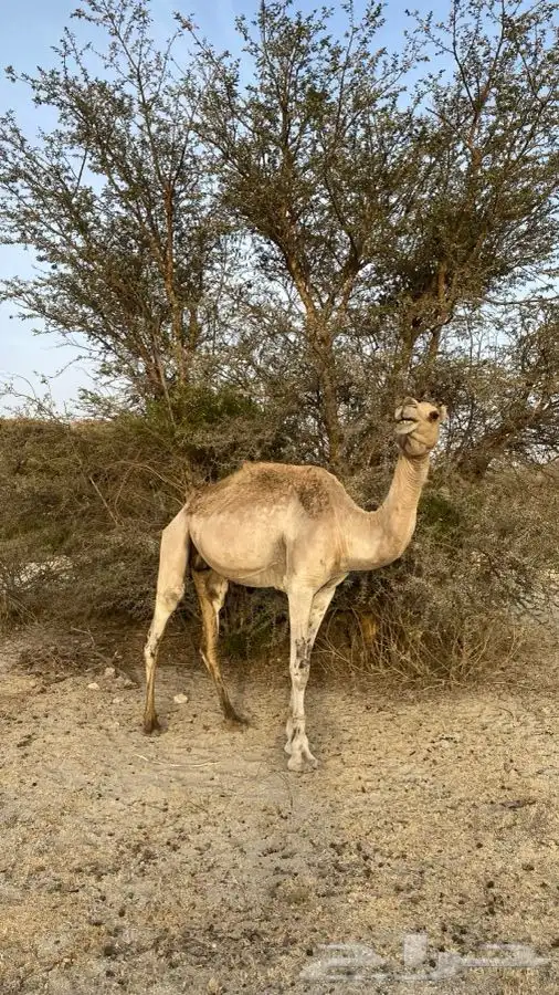 للبيع ابل العدد 4 1