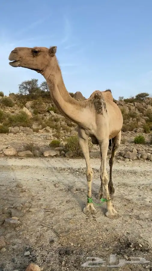 للبيع ابل العدد 4 4