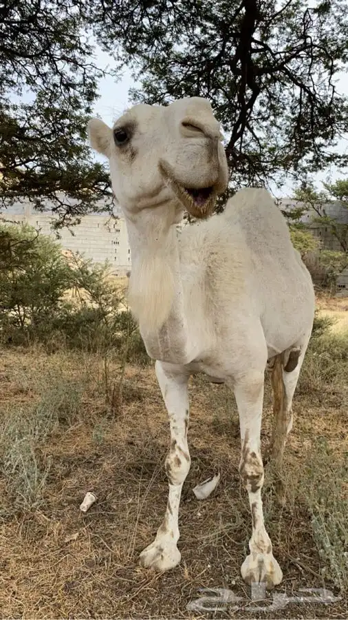 للبيع ابل العدد 4 5