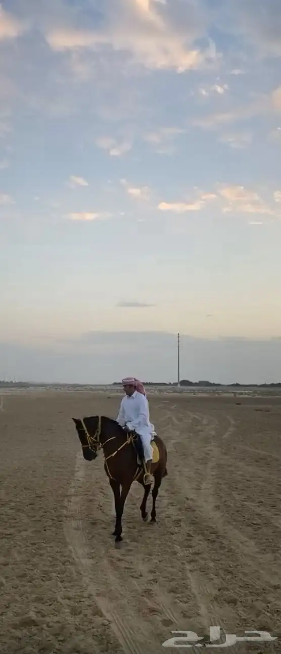 حصان شعبي حار 1