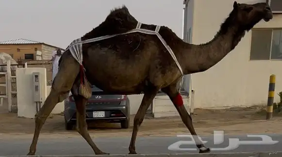 مجهم خلفه طيبه وهديه ماتحترك وسليمه العذاريب تحتها قعود 0