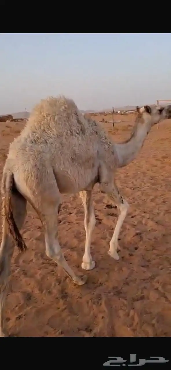 حشوان قعدان قصب سمان وجبره يضرماء 2
