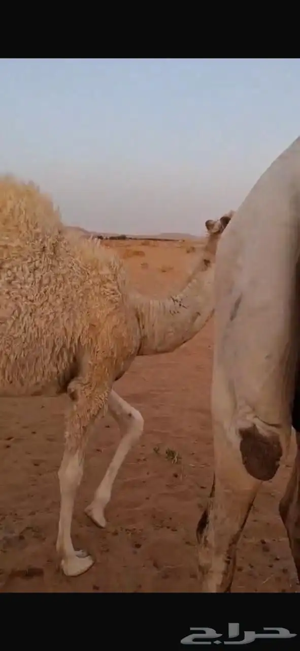 حشوان قعدان قصب سمان وجبره يضرماء 1