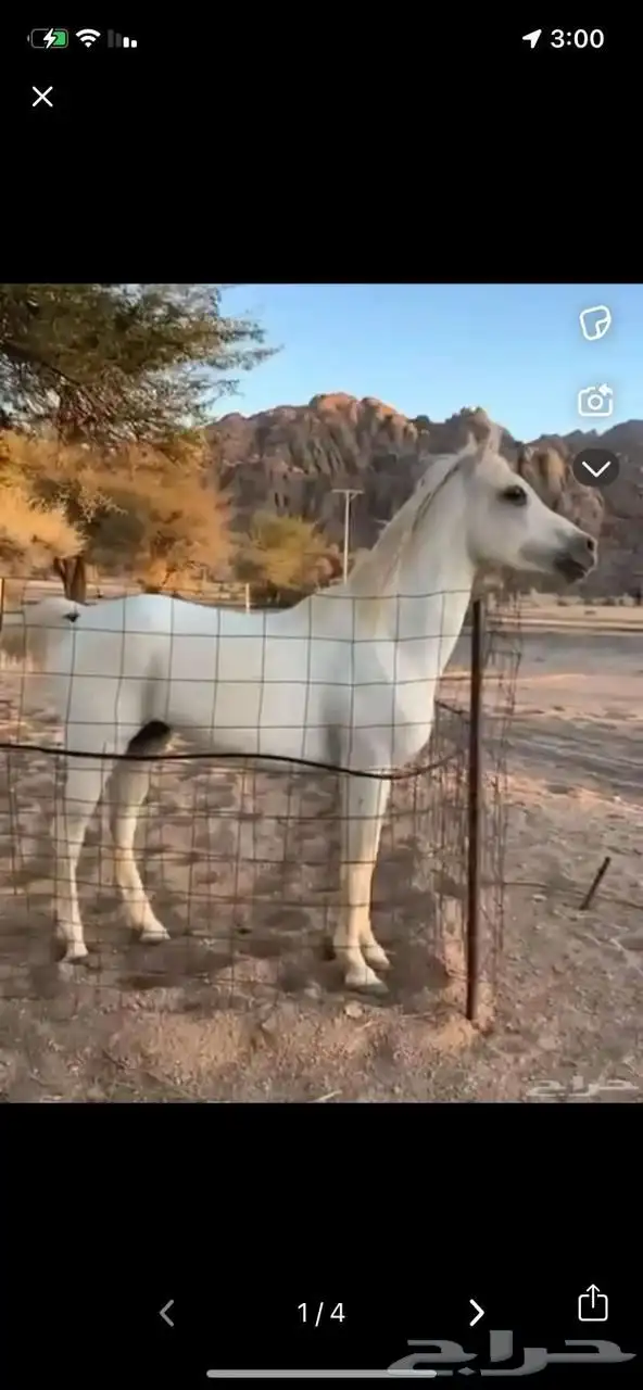 للبيع حصان شعبي اللون ابيض 1