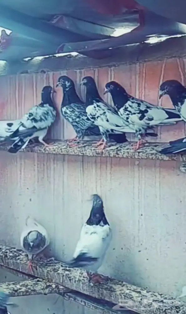 حمام باكستاني 2