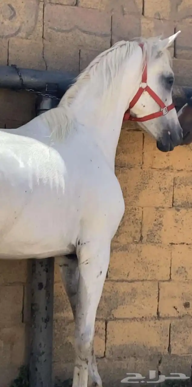 للبيع حصان شعبي اللون ابيض 2