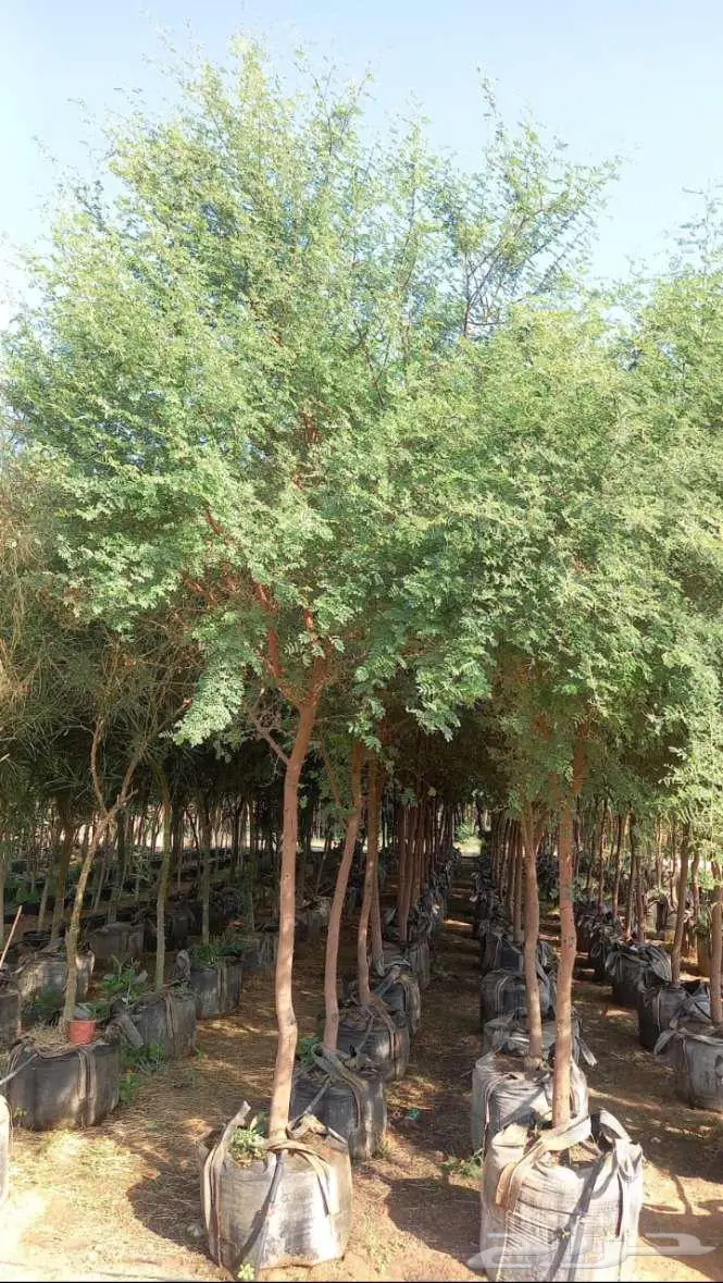 نخل واشنطني 6