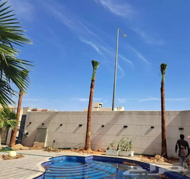 نخل واشنطني 7