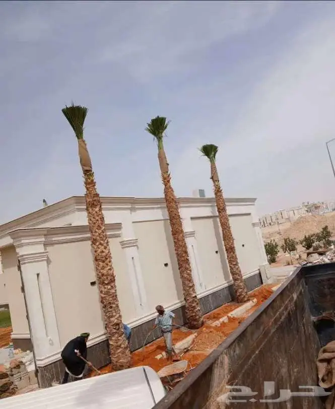 نخل واشنطني 1