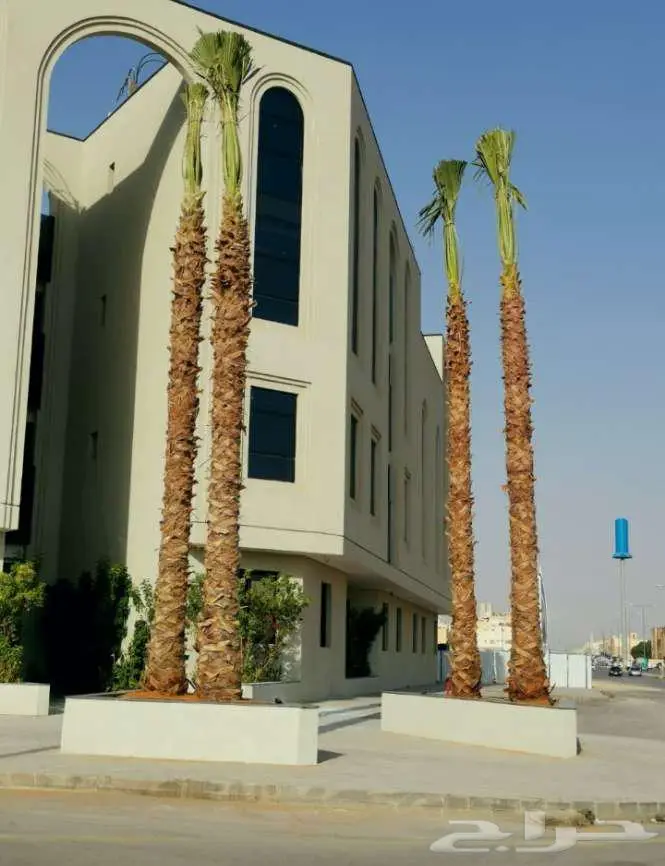 نخل واشنطني 0