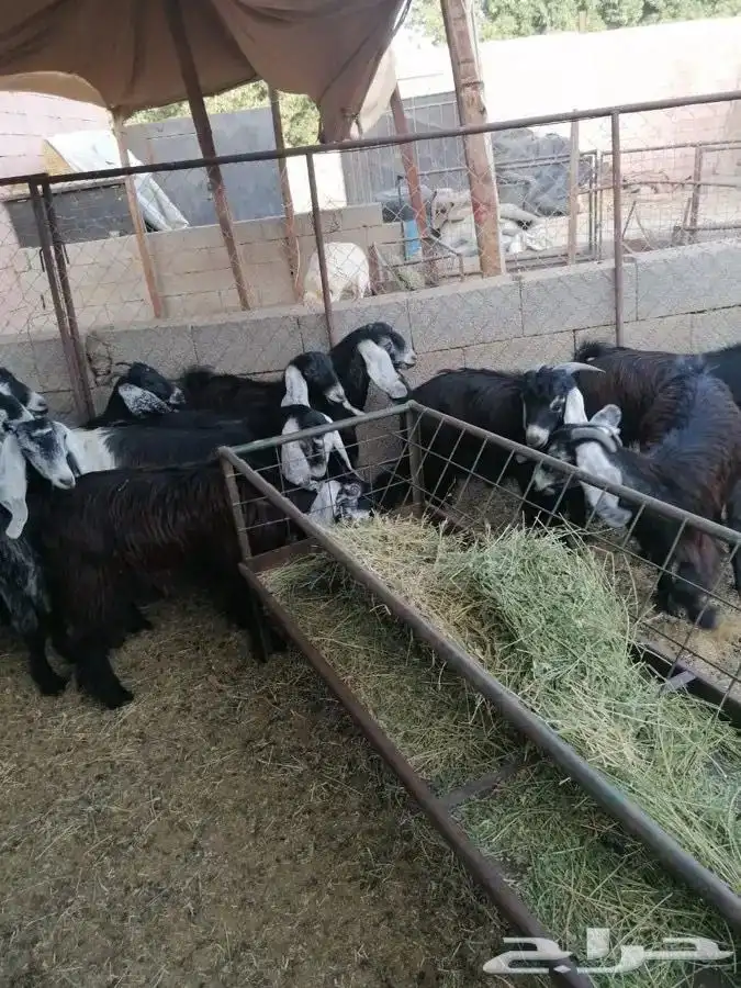 ذبايح طليان وتيوس حلال بر ونضيف معى امكانيه الذبح والتوصيل 0