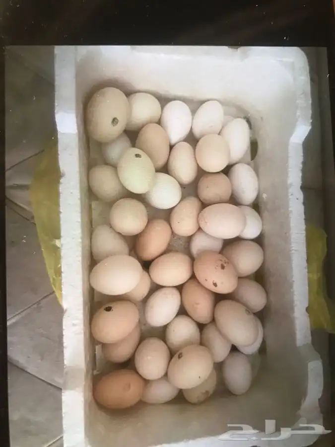 متوفر يوميا طبقين بيض طازج 0