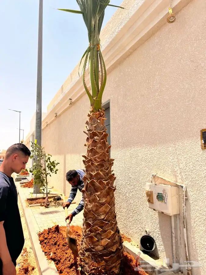 تركيب شبك وزراعه نخيل نخل شبك 0