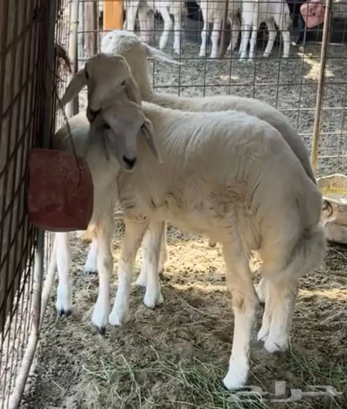 طليان حريه مشاريع فحول صنف ( تم البيع ) 1