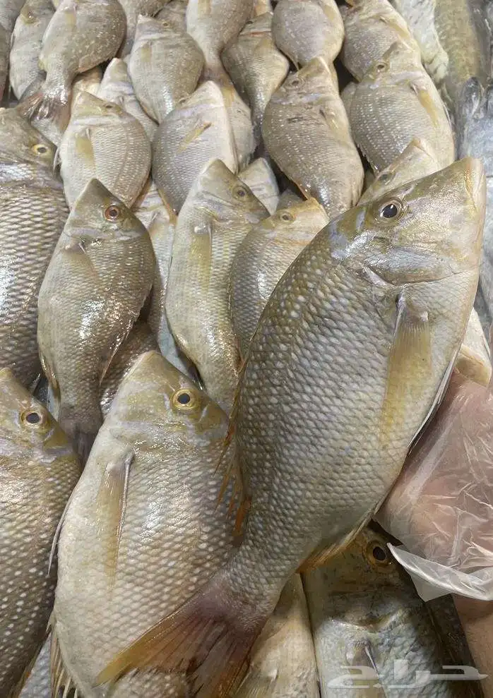 سمك وروبيان 0