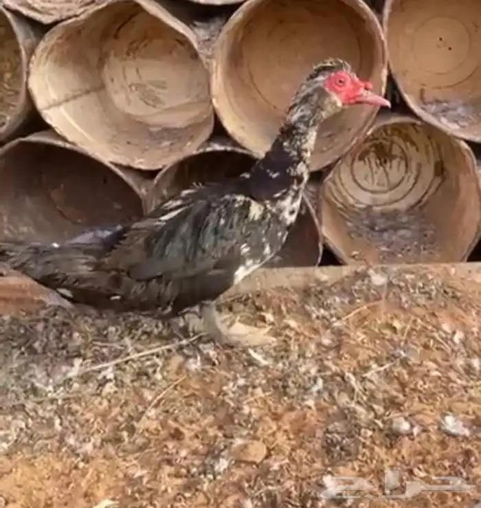 للبيع ذكر فحل بط مصري شرط نصاح 0