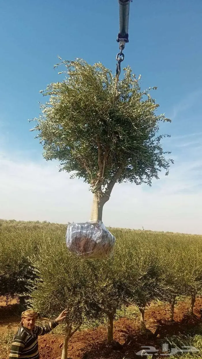 نخل واشنطني 3