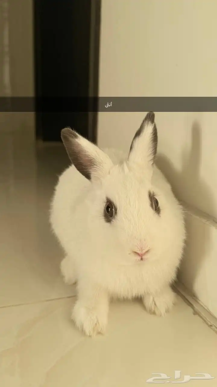 أرنب قزم هوتوت 0