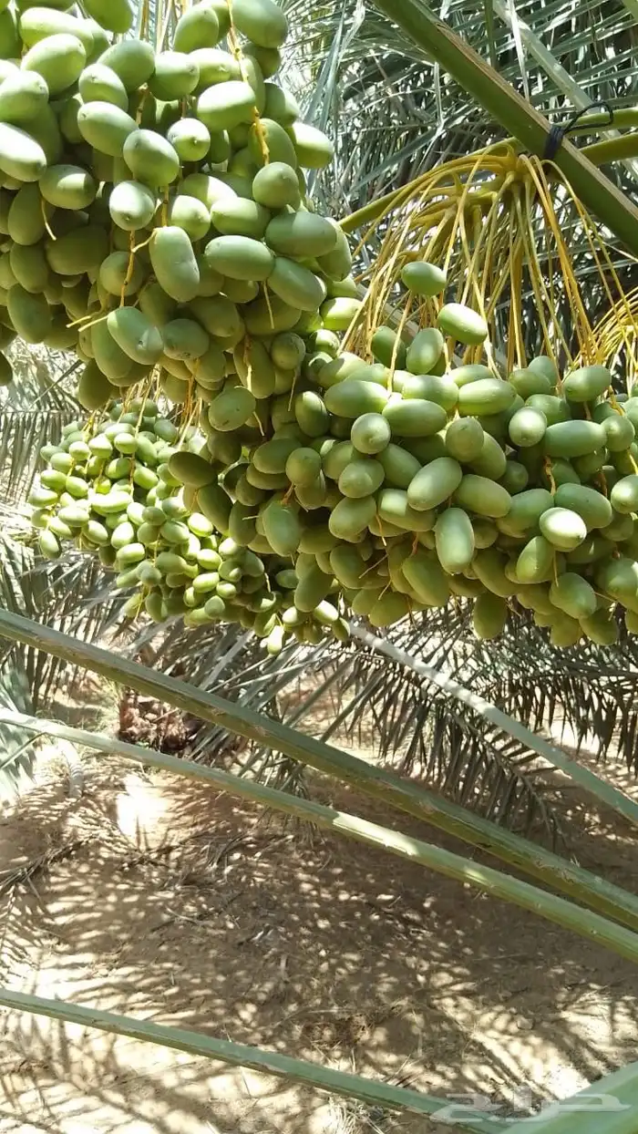للبيع ثمر النخل في روسه 1